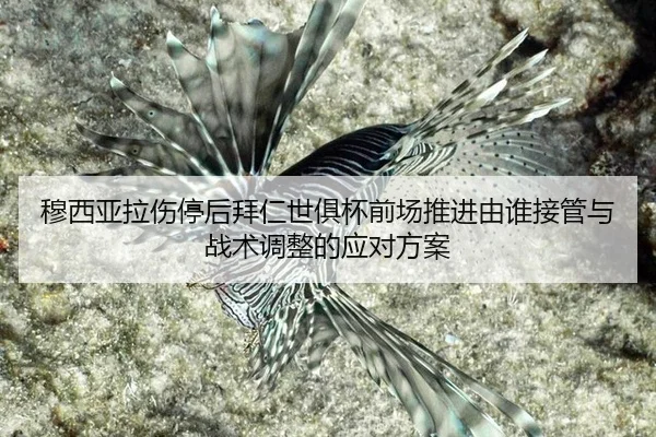 穆西亚拉伤停后拜仁世俱杯前场推进由谁接管与战术调整的应对方案